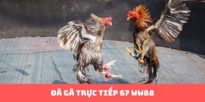 Đá gà trực tiếp 67