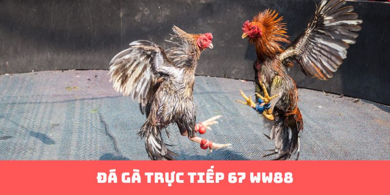 Đá gà trực tiếp 67