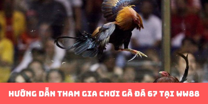 Hướng dẫn tham gia chơi gà đá 67 tại WW88 
